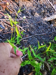 Stellaria fenzlii