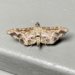 Merodictya marmorata