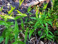 Stellaria fenzlii
