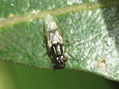 Oxycera marginata