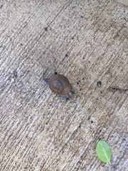 Zachrysia provisoria