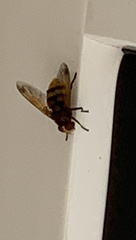Volucella