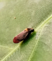 Eoscarta roseinervis