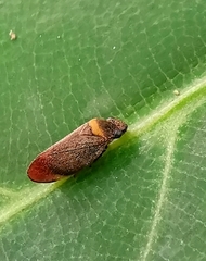 Eoscarta roseinervis