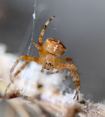 Araneus diadematus