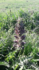 Acanthus syriacus