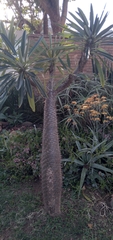 Pachypodium