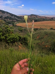 Scorzonera angustifolia
