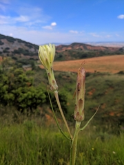 Scorzonera angustifolia
