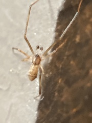 Episinus amoenus
