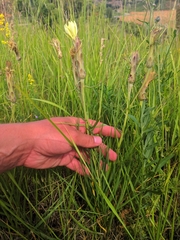 Scorzonera angustifolia