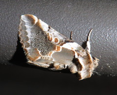 Habrosyne scripta