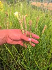 Scorzonera angustifolia