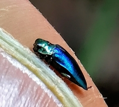 Endelus cupido