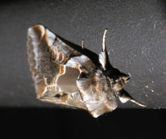 Habrosyne scripta