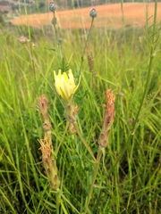 Scorzonera angustifolia