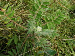 Astragalus dasyanthus