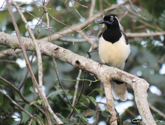 Cyanocorax cyanopogon