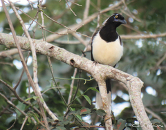 Cyanocorax cyanopogon