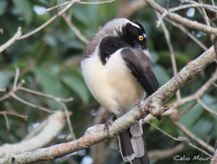 Cyanocorax cyanopogon