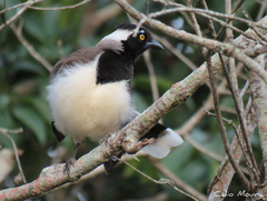 Cyanocorax cyanopogon