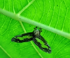 Ricanoptera fenestrata