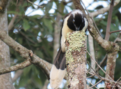 Cyanocorax cyanopogon