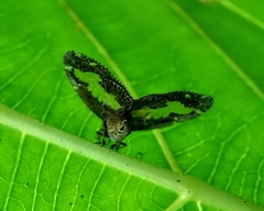 Ricanoptera fenestrata
