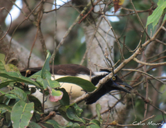 Cyanocorax cyanopogon
