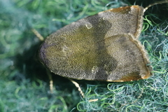 Noctua janthina