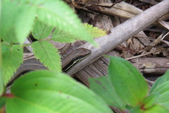 Trachylepis gravenhorstii