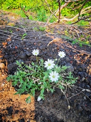 Stellaria eschscholtziana