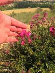 Ononis fruticosa