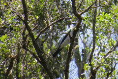 Leptosomus discolor discolor
