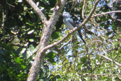 Leptosomus discolor discolor