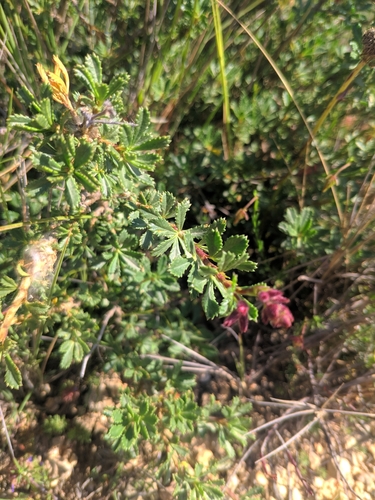 Image of Ononis fruticosa by (c) Denys Vynokurov, some rights reserved (CC BY)
