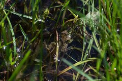 Pelophylax