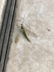 Nephrotoma virescens