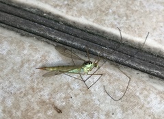 Nephrotoma virescens