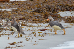 Tachyeres brachypterus