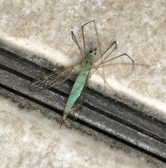 Nephrotoma virescens