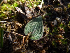 Eriochilus collinus collinus