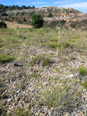 Stipa iberica