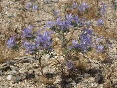 Eriastrum eremicum eremicum