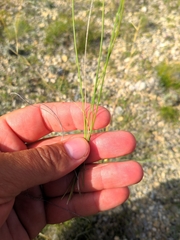 Stipa iberica