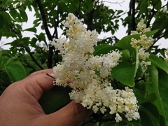 Syringa reticulata