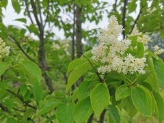 Syringa reticulata