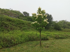 Syringa reticulata