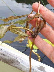 Potamogeton alpinus