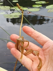 Potamogeton alpinus